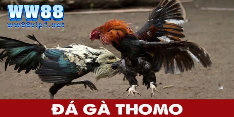 Đá gà thomo - Kinh nghiệm cược đá gà mới nhất 2024 5 Những điều cần lưu ý khi chọi gà thomo