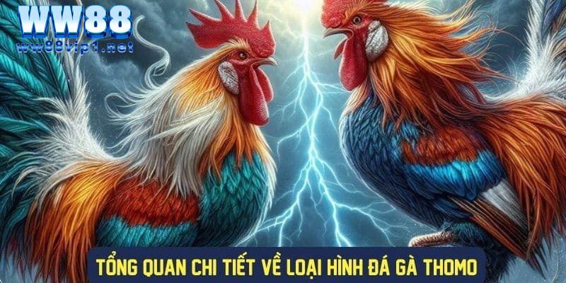 Đá gà thomo - Kinh nghiệm cược đá gà mới nhất 2024 4 Luật chơi cơ bản khi tham gia hình thức đá gà thomo