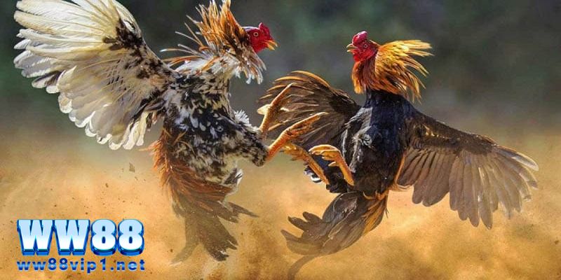 Đá gà thomo - Kinh nghiệm cược đá gà mới nhất 2024 3 Tổng hợp các kiểu đá gà thomo được ưa chuộng