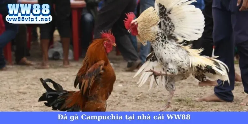 Đá gà trực tiếp Campuchia WW88 - Cơ hội làm giàu cực hot 2 Giới thiệu hình thức đá gà trực tiếp Campuchia tại WW88