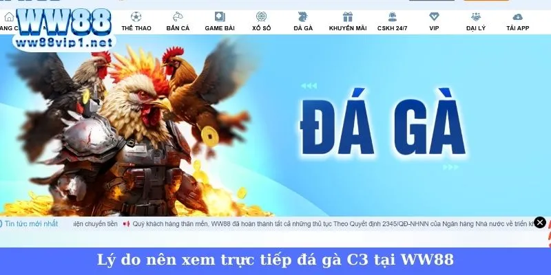 Lý do nên tham gia xem trực tiếp đá gà C3 tại WW88