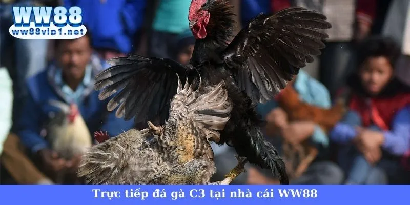 Trực tiếp đá gà C3 đang hot tại nhà cái WW88