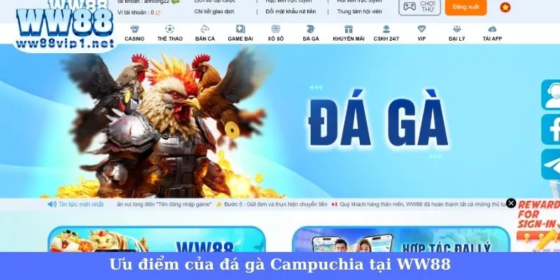 Đá gà trực tiếp Campuchia WW88 - Cơ hội làm giàu cực hot 3 Ưu điểm của đá gà trực tiếp Campuchia tại WW88