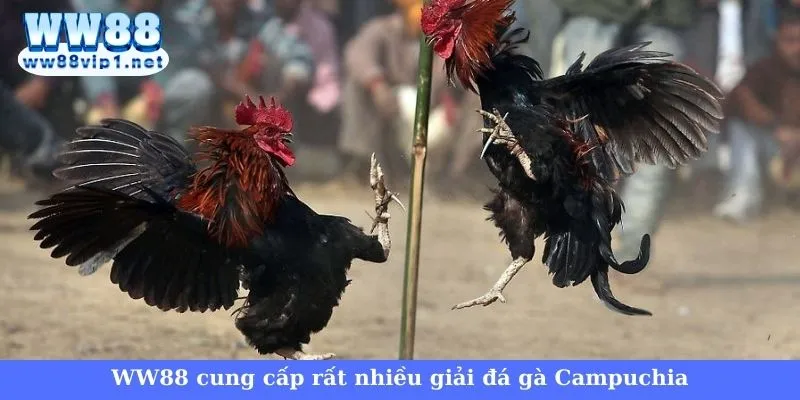 Đá gà trực tiếp Campuchia WW88 - Cơ hội làm giàu cực hot 5 Quy trình xem đá gà trực tiếp Campuchia tại WW88