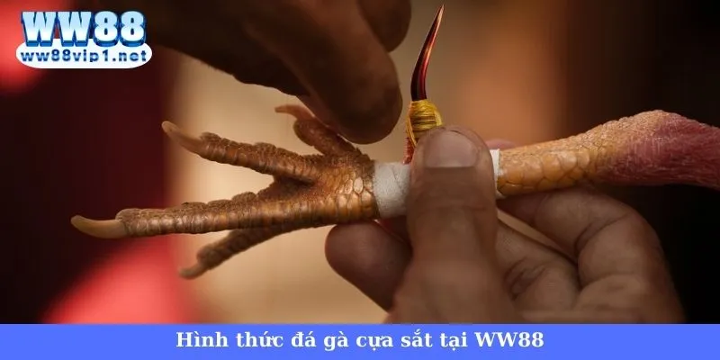 WW88 cung cấp trận đấu trực tiếp đá gà C3 cựa sắt