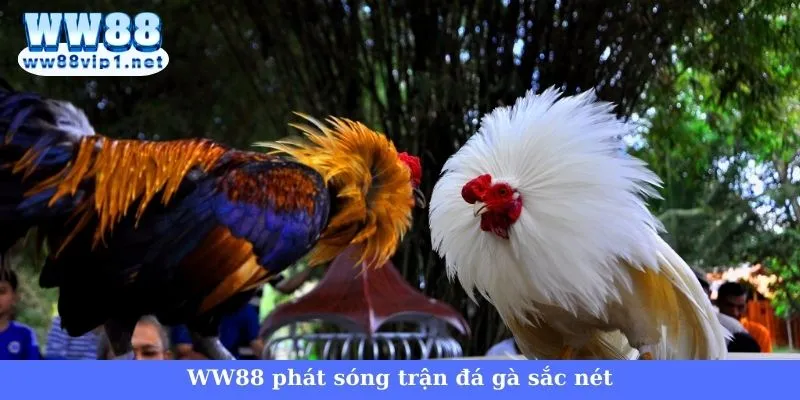 Trực tiếp đá gà hôm nay WW88 - Điểm đến thú vị cho kê thủ 4 WW88 phát sóng đá gà chất lượng cao