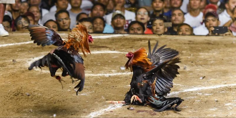 Trải Nghiệm Trực Tiếp Đá Gà WW88 Sống Động Nhất Hiện Nay 2 Trực tiếp đá gà ww88 là gì?