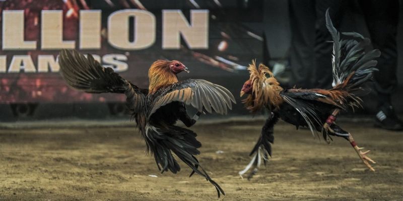 Trải Nghiệm Trực Tiếp Đá Gà WW88 Sống Động Nhất Hiện Nay 3 Điểm đặc biệt của trực tiếp đá gà tại ww88