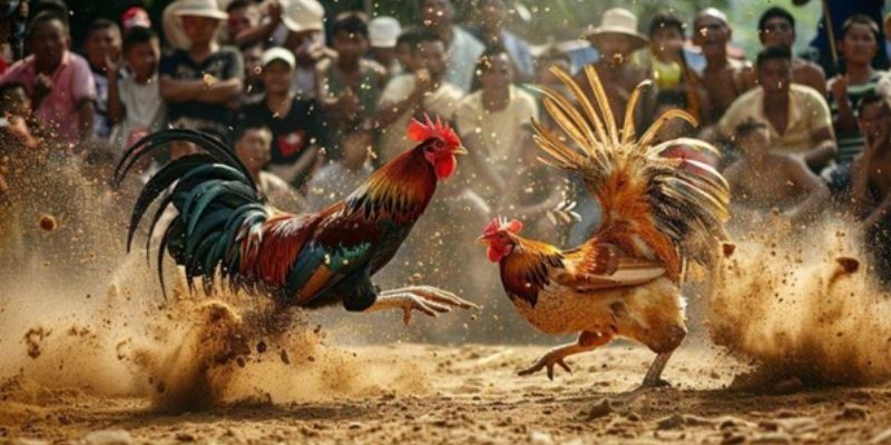 Trải Nghiệm Trực Tiếp Đá Gà WW88 Sống Động Nhất Hiện Nay 4 Các hình thức đá gà phổ biến