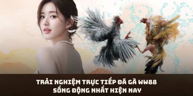 Trải Nghiệm Trực Tiếp Đá Gà WW88 Sống Động Nhất Hiện Nay 1 Trải Nghiệm Trực Tiếp Đá Gà WW88 Sống Động Nhất Hiện Nay